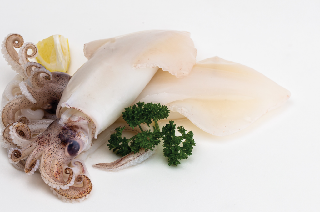 Squid (Loligo Chinensis, Loligo Edulis)